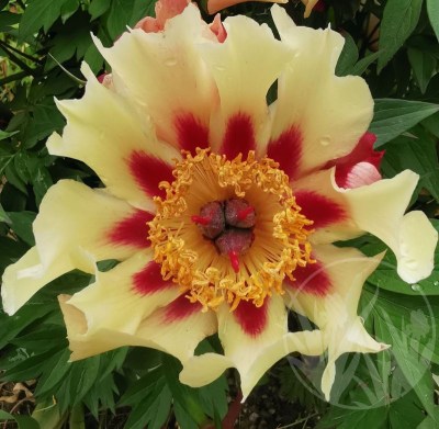 Court Jester IMG_20240521_114811 upr